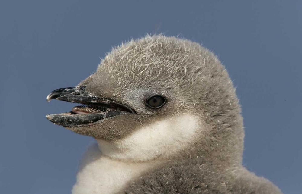 Antarctica, Half Moon IslChinstrap penguin chick